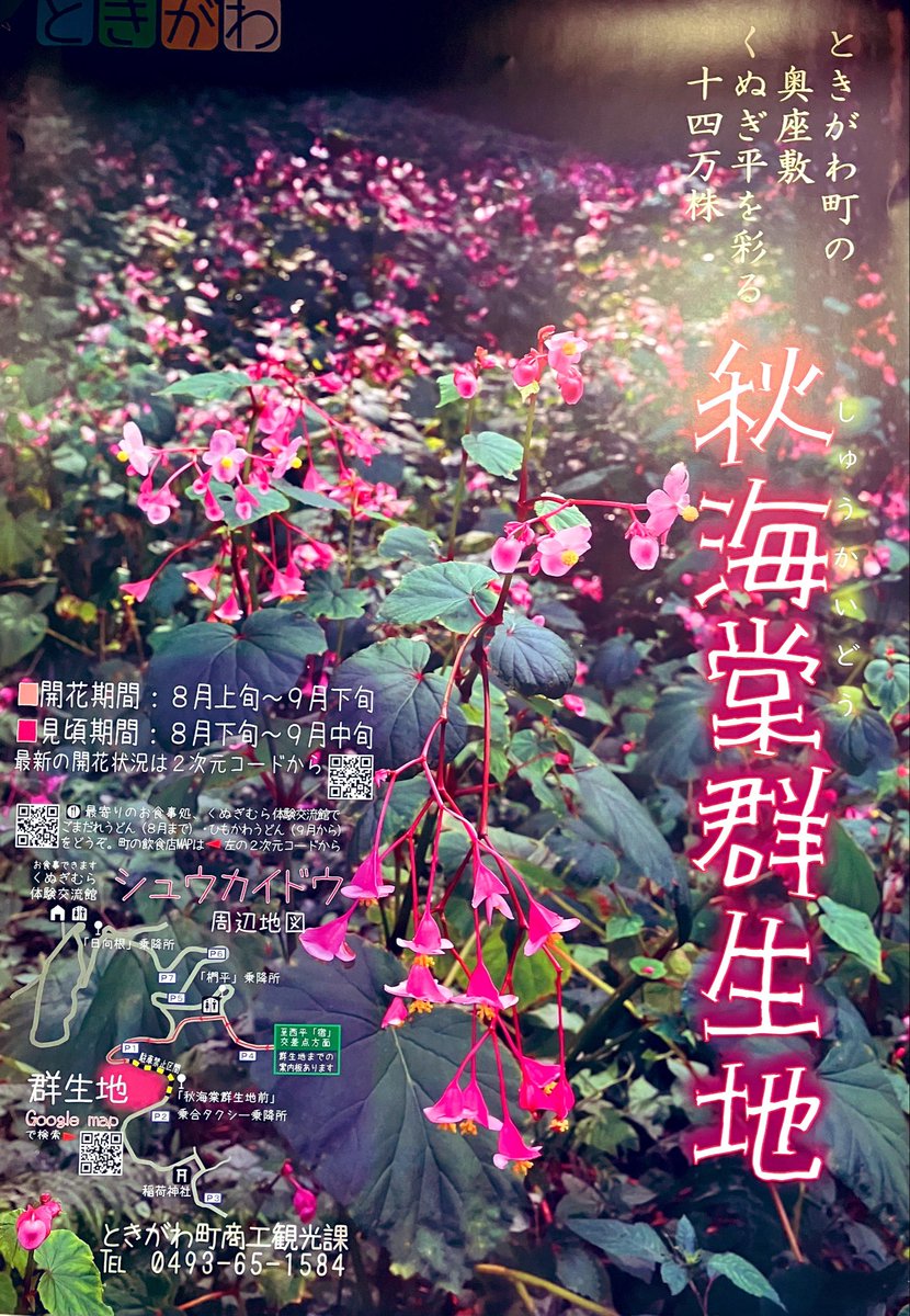 Nikusatomi's tweet photo. おはよう⛰️芭蕉の句にも歌われた秋の訪れを告げる、ときがわ町椚平の秋海棠💕約7,000㎡に約14万株の淡紅色の花が山影にひっそりうつ向加減で咲いています😊ベゴニア科の多年草で花言葉は「自然を愛す」「恋の悩み」「片思い」「未熟」🥰花自体は小柄でもこれだけ密集している秋海棠は見応えのあり💕 https://t.co/2ZA6PLa5s0
