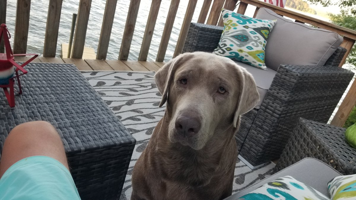 HwknsA's tweet photo. More fun pics! 😍😍 #lablife #labradorretreiver https://t.co/1bS1UHEsIJ
