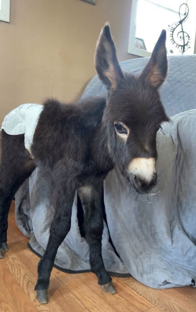 GAFollowers's tweet photo. A Polk County family is demanding answers after police shot and killed their pet donkey, HeeHaw, while searching for a missing person. 

The family says HeeHaw ran toward officers braying before he was tased and shot, and the officer involved is now on leave. https://t.co/SEvCRmyCbJ