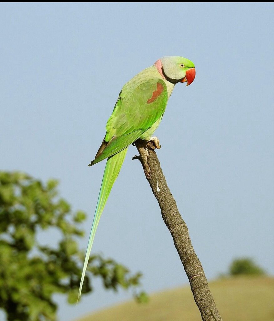 Myriamemmanuell's tweet photo. 📌Perroquet d’Asie :  🦜 Perruche alexandre (Psittacula eupatria)

La Perruche alexandre (Psittacula eupatria) est un grand perroquet asiatique de la famille des Psittaculidae.

🌏 Répartition : principalement en Inde, au Sri Lanka, au Pakistan, au Népal, au Bangladesh et dans certaines régions voisines.
📏 Taille : environ 56 à 62 cm, queue comprise.
🟢 Plumage : principalement vert, avec des marques rouges sur les épaules.
🔴 Mâle adulte : possède généralement un collier noir et rose autour du cou.
🦜 Longue queue : caractéristique des perruches du genre Psittacula.
🌰 Alimentation : fruits, graines, noix, bourgeons, fleurs et céréales.
🪹 Nidification : elle utilise généralement des cavités dans les arbres.
🗣️ Capacité vocale : elle peut imiter certains sons et la voix humaine lorsqu’elle est élevée en captivité.
🌳 Habitat : forêts, zones boisées, savanes arborées, plantations et parfois espaces urbains.
📚 Nom anglais : Alexandrine Parakeet.

Son nom « alexandrine » est traditionnellement associé à Alexandre le Grand, qui aurait contribué à faire connaître ces perruches dans le monde méditerranéen après ses campagnes en Asie.