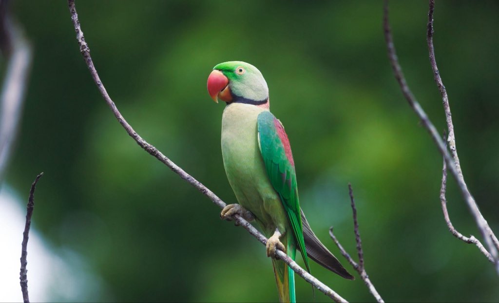 Myriamemmanuell's tweet photo. 📌Perroquet d’Asie :  🦜 Perruche alexandre (Psittacula eupatria)

La Perruche alexandre (Psittacula eupatria) est un grand perroquet asiatique de la famille des Psittaculidae.

🌏 Répartition : principalement en Inde, au Sri Lanka, au Pakistan, au Népal, au Bangladesh et dans certaines régions voisines.
📏 Taille : environ 56 à 62 cm, queue comprise.
🟢 Plumage : principalement vert, avec des marques rouges sur les épaules.
🔴 Mâle adulte : possède généralement un collier noir et rose autour du cou.
🦜 Longue queue : caractéristique des perruches du genre Psittacula.
🌰 Alimentation : fruits, graines, noix, bourgeons, fleurs et céréales.
🪹 Nidification : elle utilise généralement des cavités dans les arbres.
🗣️ Capacité vocale : elle peut imiter certains sons et la voix humaine lorsqu’elle est élevée en captivité.
🌳 Habitat : forêts, zones boisées, savanes arborées, plantations et parfois espaces urbains.
📚 Nom anglais : Alexandrine Parakeet.

Son nom « alexandrine » est traditionnellement associé à Alexandre le Grand, qui aurait contribué à faire connaître ces perruches dans le monde méditerranéen après ses campagnes en Asie.