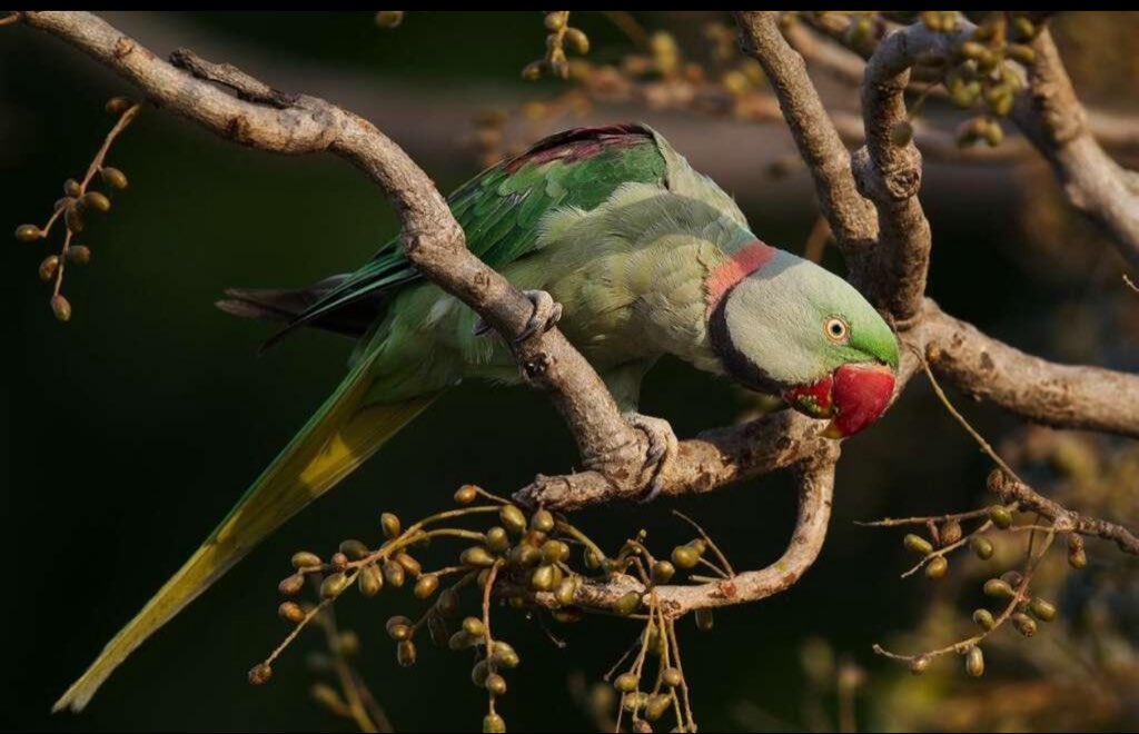 Myriamemmanuell's tweet photo. 📌Perroquet d’Asie :  🦜 Perruche alexandre (Psittacula eupatria)

La Perruche alexandre (Psittacula eupatria) est un grand perroquet asiatique de la famille des Psittaculidae.

🌏 Répartition : principalement en Inde, au Sri Lanka, au Pakistan, au Népal, au Bangladesh et dans certaines régions voisines.
📏 Taille : environ 56 à 62 cm, queue comprise.
🟢 Plumage : principalement vert, avec des marques rouges sur les épaules.
🔴 Mâle adulte : possède généralement un collier noir et rose autour du cou.
🦜 Longue queue : caractéristique des perruches du genre Psittacula.
🌰 Alimentation : fruits, graines, noix, bourgeons, fleurs et céréales.
🪹 Nidification : elle utilise généralement des cavités dans les arbres.
🗣️ Capacité vocale : elle peut imiter certains sons et la voix humaine lorsqu’elle est élevée en captivité.
🌳 Habitat : forêts, zones boisées, savanes arborées, plantations et parfois espaces urbains.
📚 Nom anglais : Alexandrine Parakeet.

Son nom « alexandrine » est traditionnellement associé à Alexandre le Grand, qui aurait contribué à faire connaître ces perruches dans le monde méditerranéen après ses campagnes en Asie.