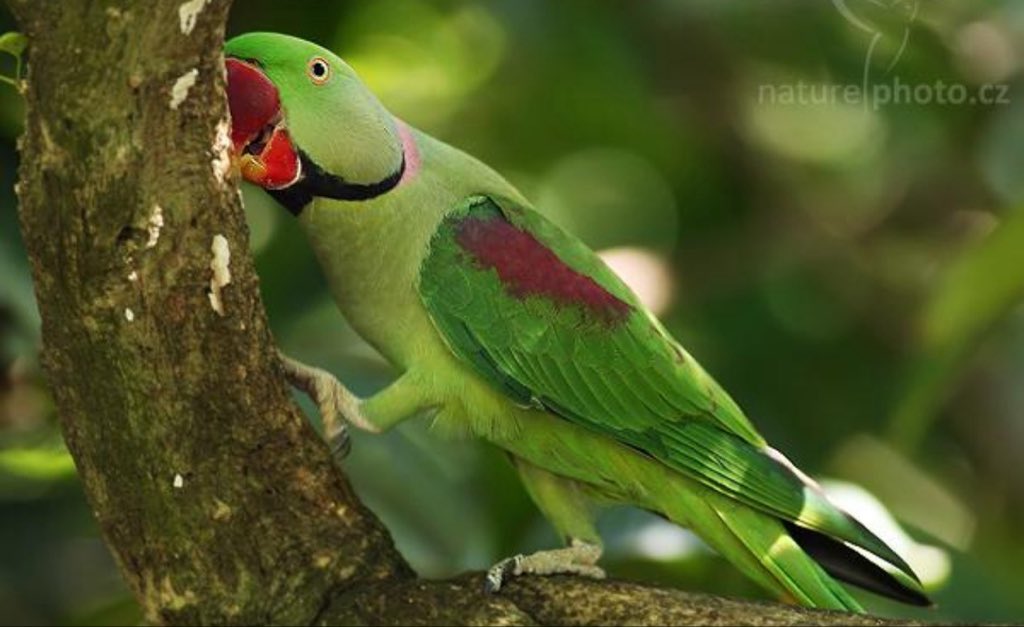 Myriamemmanuell's tweet photo. 📌Perroquet d’Asie :  🦜 Perruche alexandre (Psittacula eupatria)

La Perruche alexandre (Psittacula eupatria) est un grand perroquet asiatique de la famille des Psittaculidae.

🌏 Répartition : principalement en Inde, au Sri Lanka, au Pakistan, au Népal, au Bangladesh et dans certaines régions voisines.
📏 Taille : environ 56 à 62 cm, queue comprise.
🟢 Plumage : principalement vert, avec des marques rouges sur les épaules.
🔴 Mâle adulte : possède généralement un collier noir et rose autour du cou.
🦜 Longue queue : caractéristique des perruches du genre Psittacula.
🌰 Alimentation : fruits, graines, noix, bourgeons, fleurs et céréales.
🪹 Nidification : elle utilise généralement des cavités dans les arbres.
🗣️ Capacité vocale : elle peut imiter certains sons et la voix humaine lorsqu’elle est élevée en captivité.
🌳 Habitat : forêts, zones boisées, savanes arborées, plantations et parfois espaces urbains.
📚 Nom anglais : Alexandrine Parakeet.

Son nom « alexandrine » est traditionnellement associé à Alexandre le Grand, qui aurait contribué à faire connaître ces perruches dans le monde méditerranéen après ses campagnes en Asie.