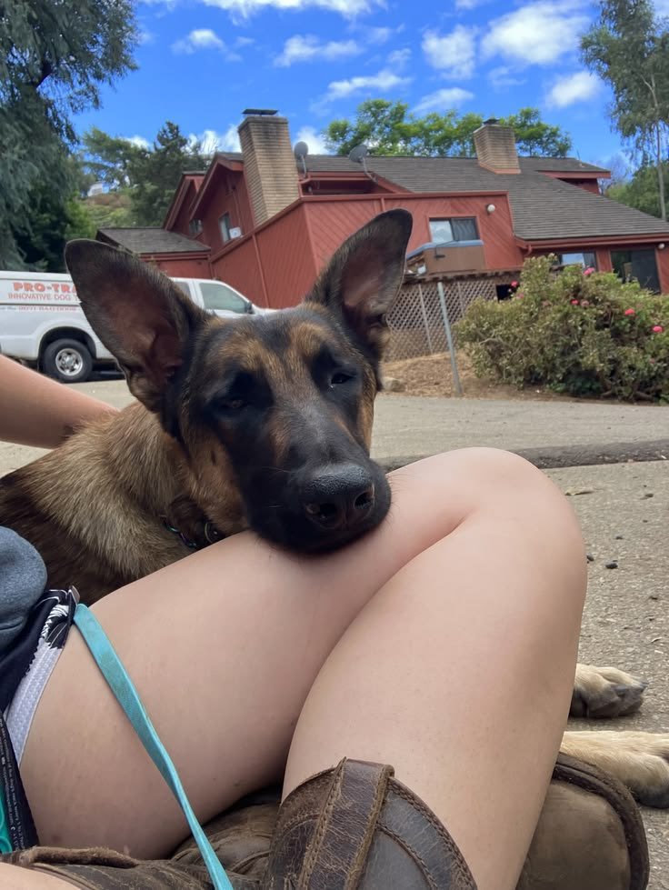 knottyqueen47's tweet photo. He looks calm here.
Last night he mounted me hard, forced that thick knot deep.
Full video in private.💦🥵
DM for menu ❤️‍🩹👇
https://t.co/eyD5E8o3Nx

#Beastiality #Dogknott #dogknotting #k9
#Taboocontent #Dogknottqueen #zoopride
#zoosarevalid #zoophillia #zoophilis #viral #mikkik9 https://t.co/2UkpZOjGn0