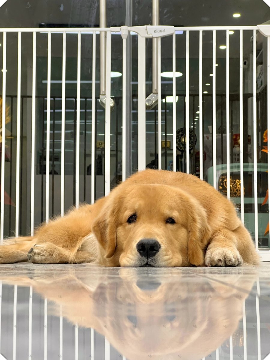 RosalieBabmphp's tweet photo. Mi perro me espera en la puerta con una cola que no se cansa de moverse, cada día es un regalo de compaía. https://t.co/gzOyeJCCyH