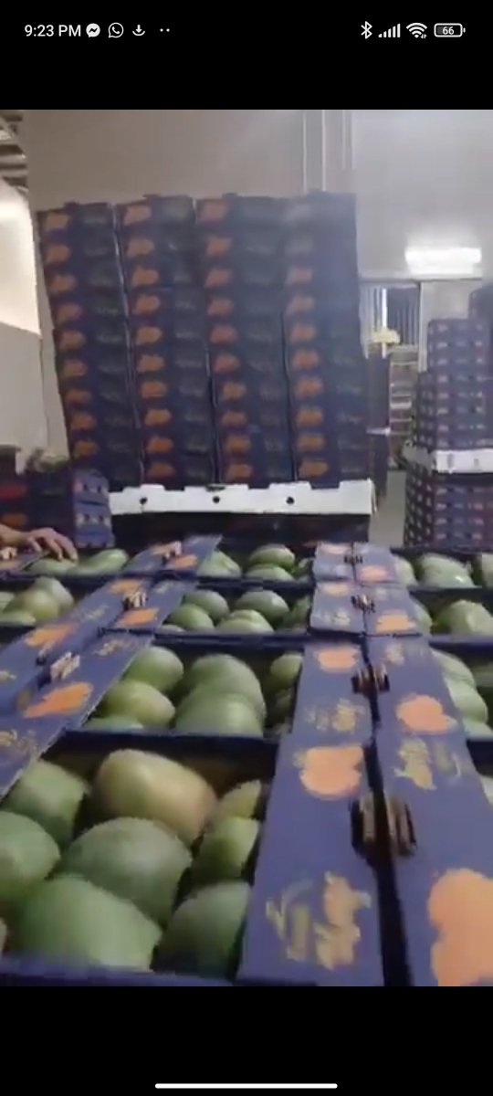 Haj2r0's tweet photo. Sudanese mangoes are on their way to Turkey 🥭����🇩✈️🇹🇷
A little piece of home making its way to the world. ❤️

#Sudan #SudaneseMangoes https://t.co/9CffxR7NVu