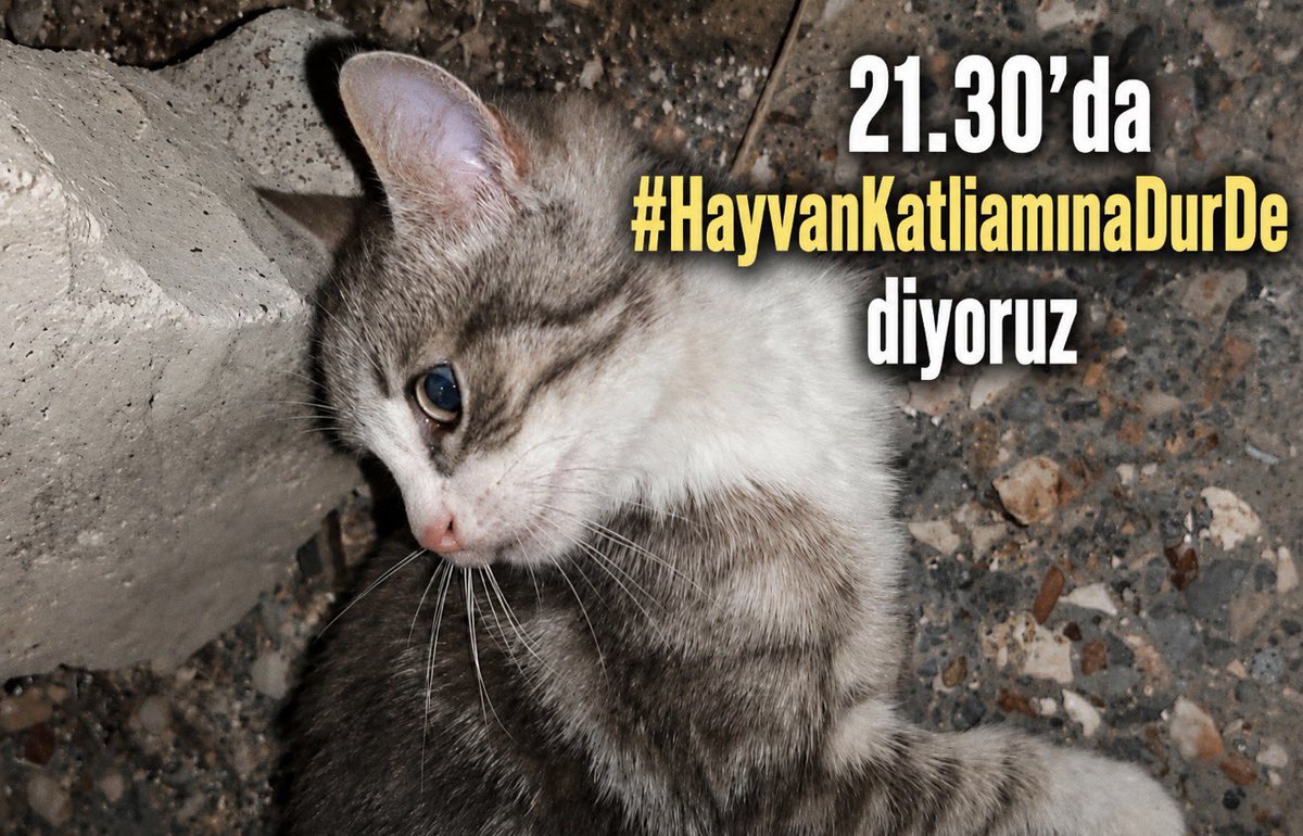 zeyno_citlembik's tweet photo. sokak hayvanları sahipsiz değildir #HayvanKatliamınaDurDe https://t.co/686kd13ZaL
