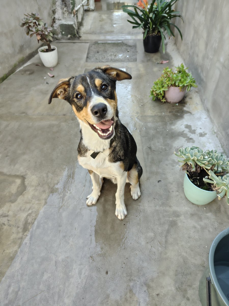 nnoeliadiaz_'s tweet photo. Me destruye el alma que aún nadie se interese por Pipe, tiene solo 7 meses
Es un cachorron con muchas ganas de aprender y ser amado
Solo necesita una familia responsable 
Esta viviendo en un patio (sabemos que mejor que en la calle está), pero no es vida no lo merece
DIFUNDAN https://t.co/LmtxFlAwET