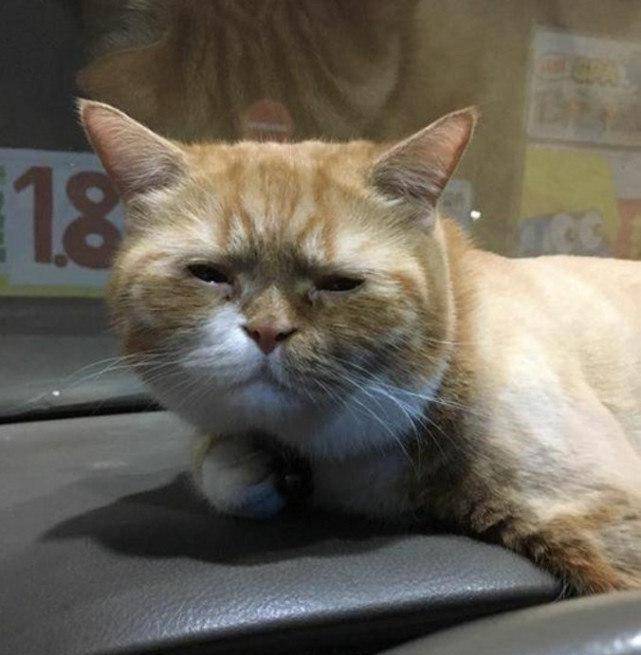 EmersonLingk's tweet photo. En la reunión, el compaero de trabajo abrió su portátil y la pantalla se proyectó al pizarrón: eran 100 fotos de su gato. https://t.co/qKw9weD4iA