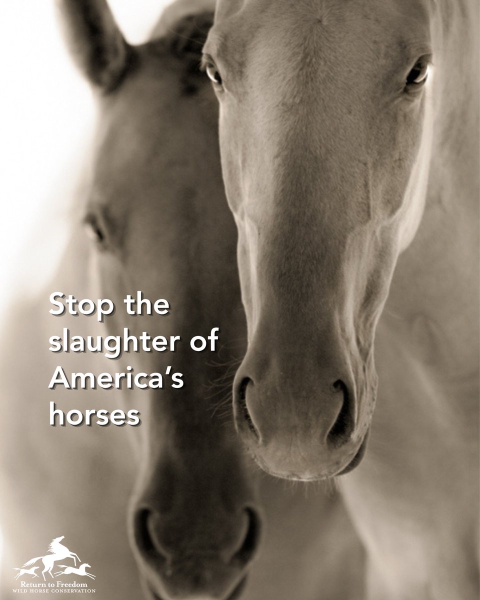 ReturnToFreedom's tweet photo. Send a message to Congress: https://t.co/np4d0fjJsQ #horses https://t.co/j3Yg5nWZeT