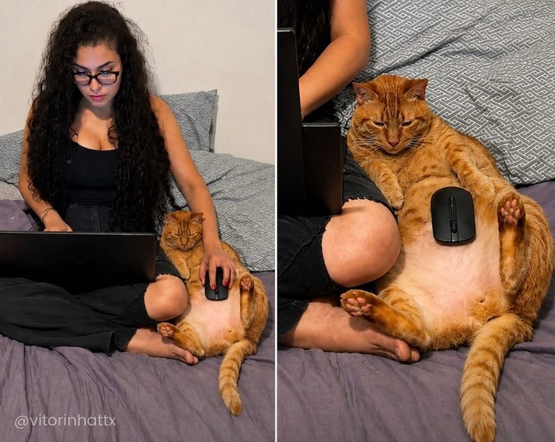 timeculture's tweet photo. O gato só queria dormir e acordou empregado no home office. https://t.co/ieo5ieeHCb