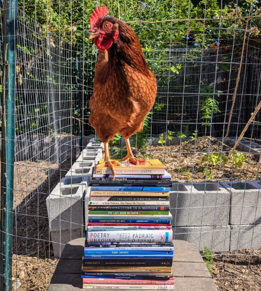 SealeyChallenge's tweet photo. It's time to show off your stacks, piles, and poetry picks (especially with your favorite critter!)—what did you read for this summer's #sealeychallenge? https://t.co/szIoJ6xJWj