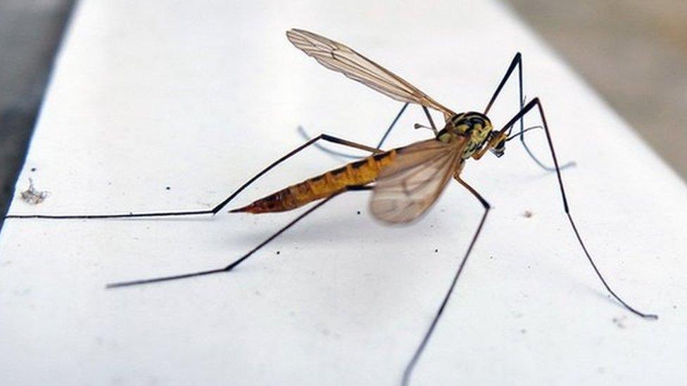 prof_parantes's tweet photo. Favoritinsekt: Daddy Longlegs https://t.co/dKBcL4vAD6