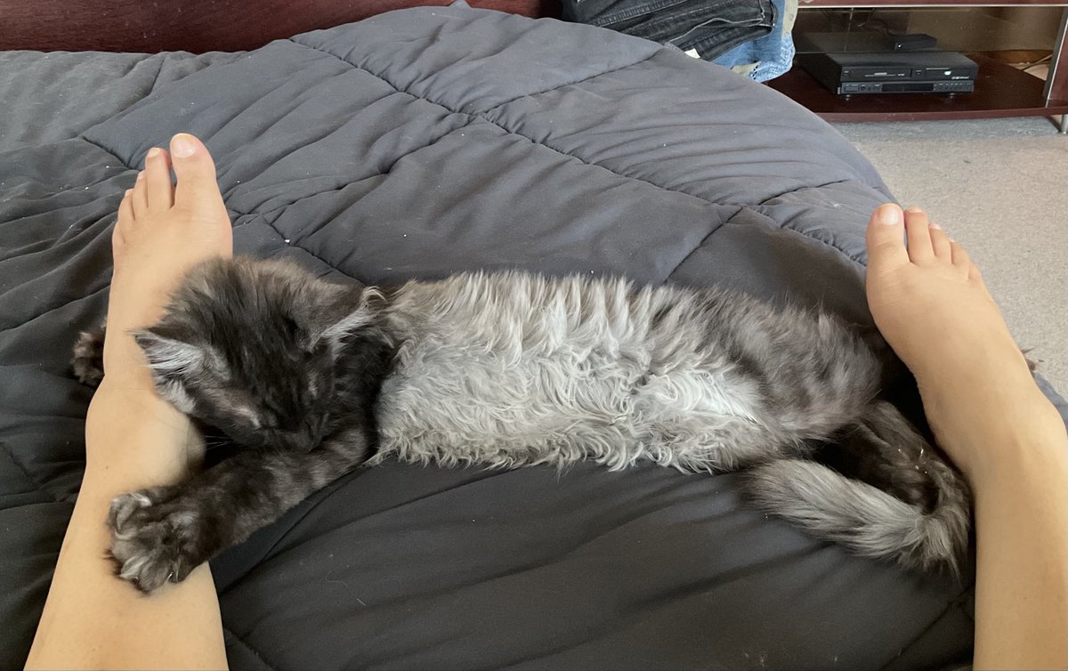 Dragonflyy7017's tweet photo. So…I got a new kitten 🥰 https://t.co/VmZoz06lq5