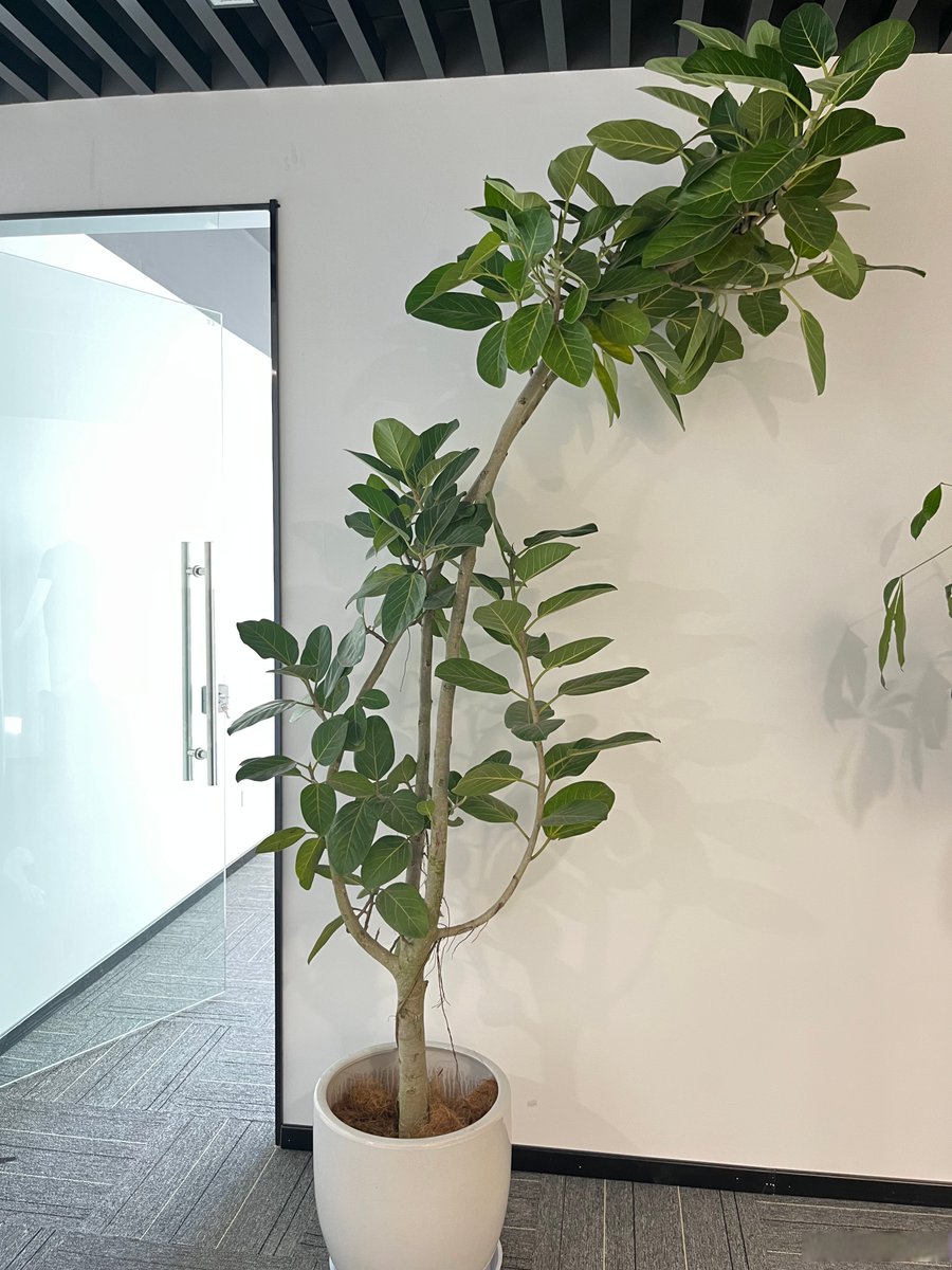 LondonGardpelw's tweet photo. Mi espacio de trabajo ideal! Ordenado, con una planta para dar vida y todo lo necesario para ser productivo. （中文大意：我理想的工作空间！整洁有序，摆了盆绿植添生气，该有的东西都有，助力高效工作） https://t.co/nsbkpO31KT