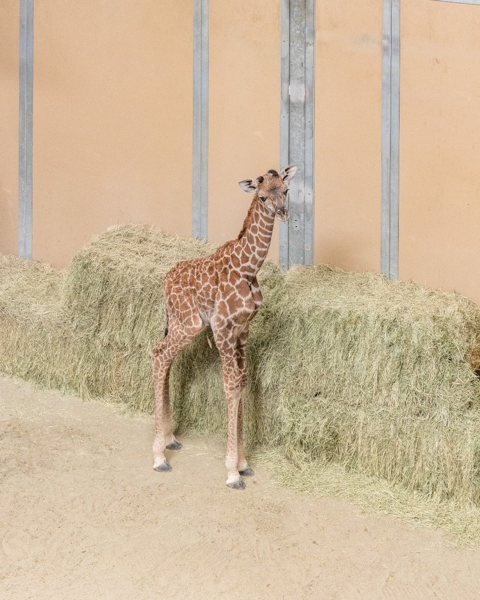 FresnoZoo's tweet photo. We are excited to share that Masai giraffe, Siku, gave birth to a female calf on 8/18. They are currently behind the scenes bonding. This calf comes at a bittersweet time for the Zoo with Fenny's recent passing. The birth of his daughter is a bright spot for Zoo staff and guests. https://t.co/BbNXVeoYnt