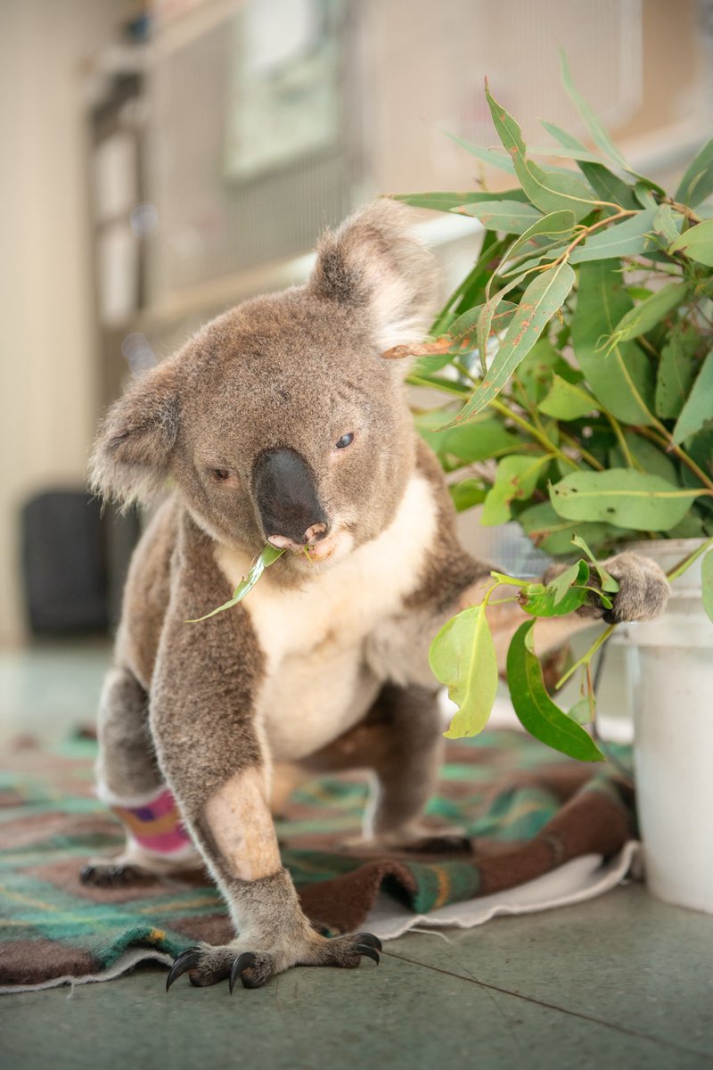 wildwarriors's tweet photo. Trauma season is here, and the numbers are already soaring. 💔

This month alone, 60 koalas have come through our doors needing care, making this the busiest start to trauma season yet. With our busiest months still ahead, our team is preparing to give every koala the best chance of returning to the wild. 🌿🐨