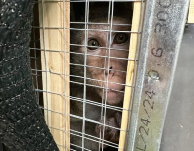 Action4Primates's tweet photo. ALERT: #Mexico airline - Awesome Cargo - has just landed at SRR Intl Airport in #Mauritius to collect hundreds of long-tailed #macaques to transport to the USA - victims of the cruel animal research &amp; toxicity testing industry. Please take action: https://t.co/bu3KnF0snp https://t.co/scsoTz5Wng