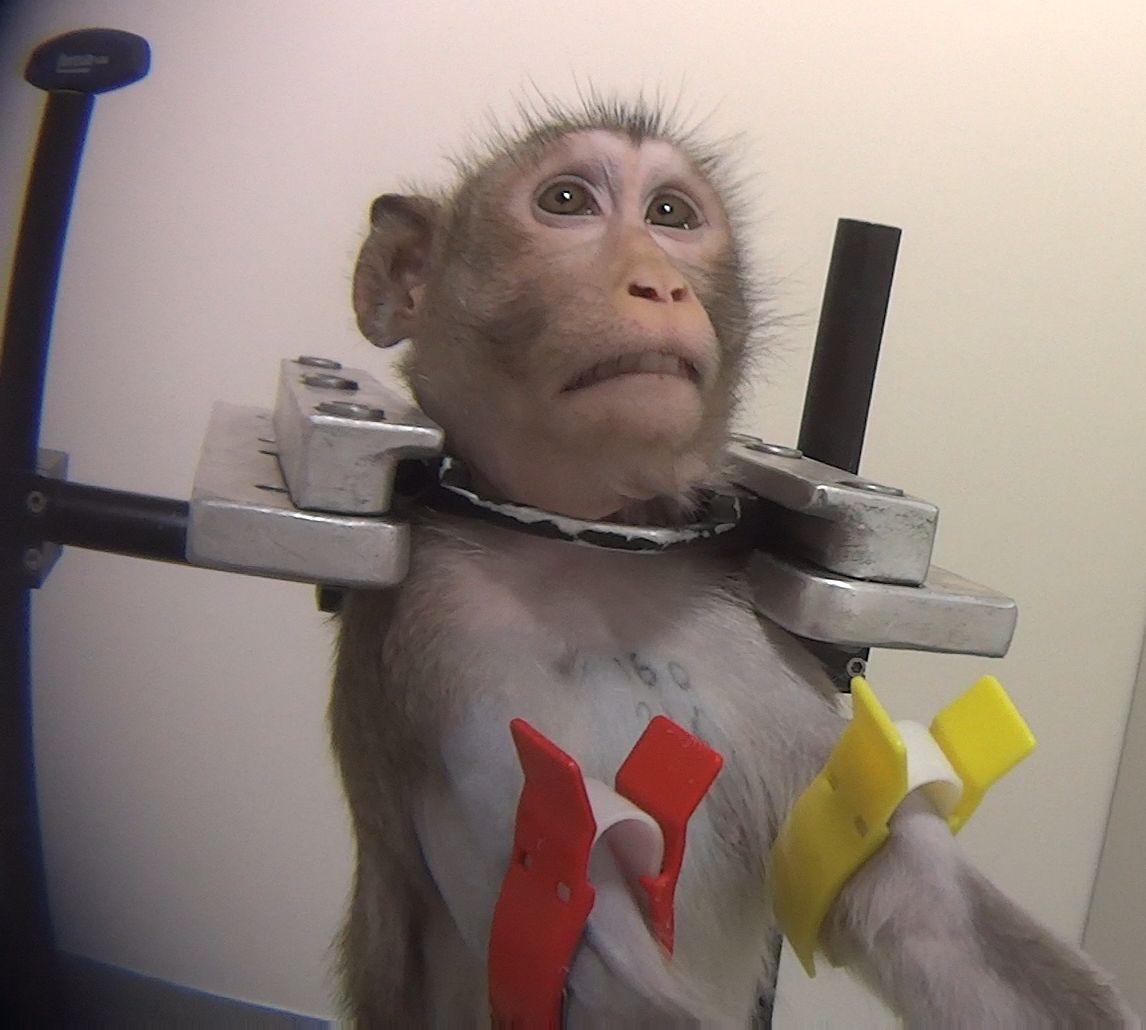 Action4Primates's tweet photo. ALERT: #Mexico airline - Awesome Cargo - has just landed at SRR Intl Airport in #Mauritius to collect hundreds of long-tailed #macaques to transport to the USA - victims of the cruel animal research &amp; toxicity testing industry. Please take action: https://t.co/bu3KnF0snp https://t.co/scsoTz5Wng