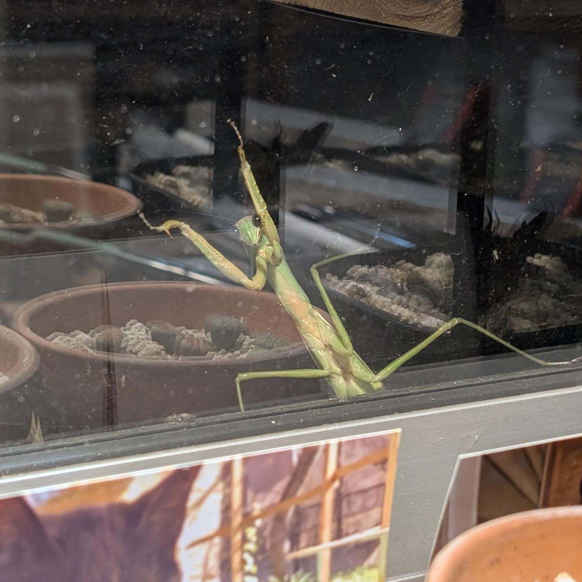 NekoInuToHito's tweet photo. カマキリが遊び(食事)に来ました。
目が凄く可愛いね🐈‍⬛ https://t.co/kjFmNvUko2