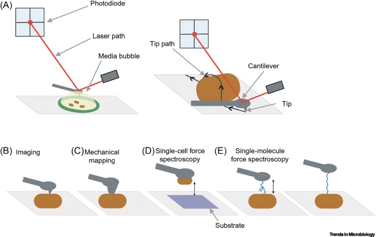 TrendsMicrobiol's tweet photo. The multifaceted role of atomic force microscopy in bacteriology https://t.co/7rAo9lQITm https://t.co/TD4JoUviMG