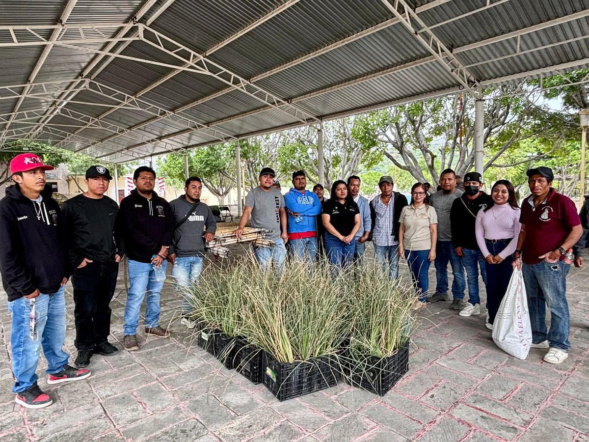 GSandovalSalas's tweet photo. 🌿 El sotol forma parte de la riqueza natural y cultural de #Querétaro, pero hoy es una especie amenazada. Protegerlo significa también conservar una parte de la identidad y las tradiciones de sus comunidades.

Por ello, personal de la Oficina de Representación de la @SEMARNAT_mx participó en San Miguel Tolimán en un taller teórico-práctico para fortalecer los conocimientos sobre su propagación, conservación y aprovechamiento sustentable.

El encuentro permitió compartir experiencias y saberes con la comunidad para seguir construyendo soluciones que ayuden a preservar el sotol (Dasylirion acrotrichum) y la biodiversidad de la región. 🌱
