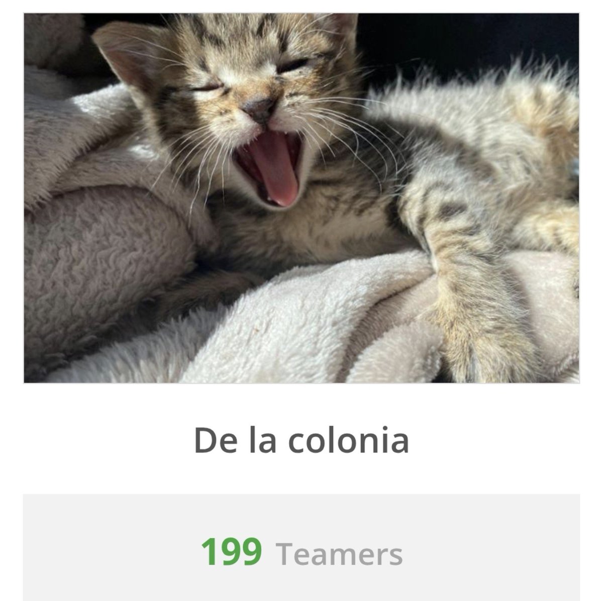 Neinei_rescue's tweet photo. Holi 🥺

Solo falta un teamer para ser 200 👉🏻👈🏻

No quedaría bien un número redondito? 🥺🥺🥺

Por si no conocéis teaming, es una plataforma en la que puedes donar SOLO 1€ al mes. 
A que parece poquito? Pues ya casi son 200€ al mes de gastos cubiertos seguro...

Ah! Y os lo podéis desgravar de la declaración de la renta! Es básicamente decidir donde quieres que vayan tus impuestos. 

Graciaas ☺️🙏🏻 por leer y compartir ♥️♥️
https://t.co/BpgDVA9Dsy