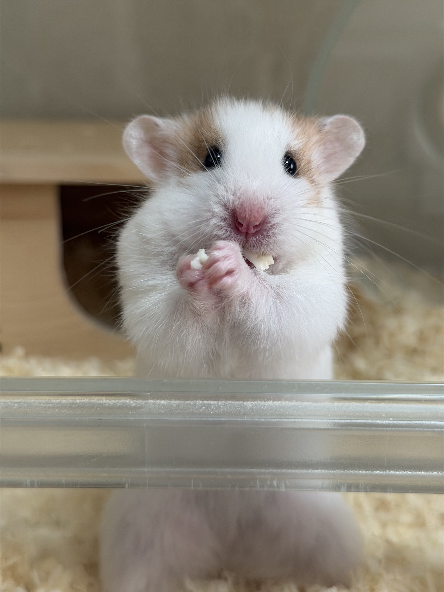 ハムスター② ハムっと🐹みなみ on X: 