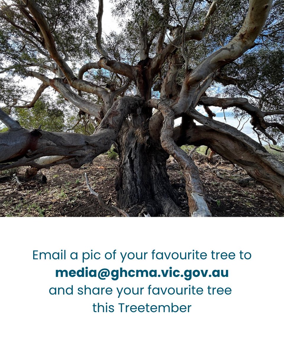 GHCMA's tweet photo. It's September! And this year, we are rebranding it Treetember ... and holding a month-long celebration of the trees we love.
There are just some trees that are special to us, for a variety of reasons. 
We'd love you to share your favourite tree with others this Treetember. https://t.co/dZcsipH08z