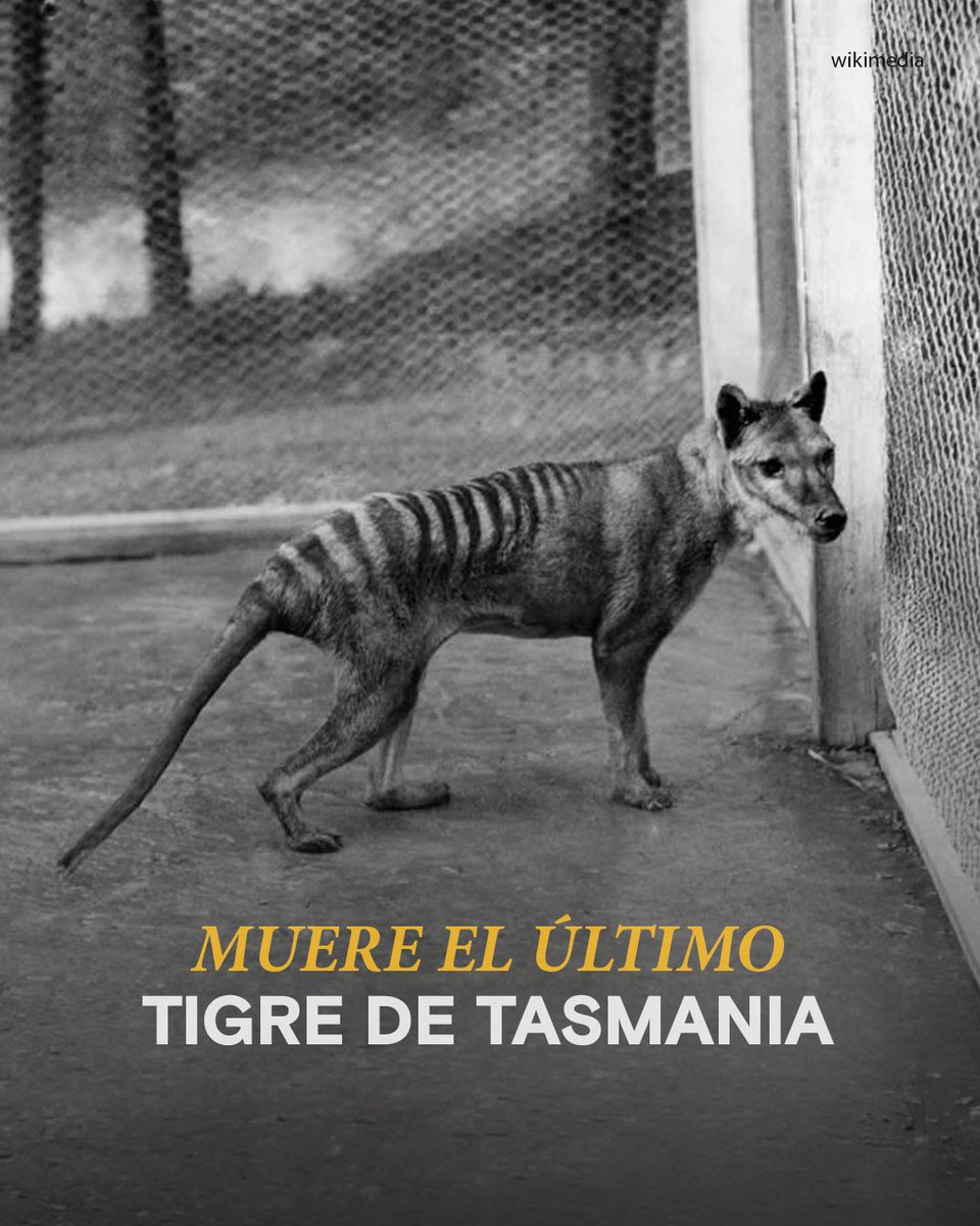 HistoryLA's tweet photo. #HoyEnLaHistoria En 1936, moría Benjamin, el último tilacino conocido, marcando el final de una especie que había habitado Tasmania durante miles de años. https://t.co/pC6rd9pl5F