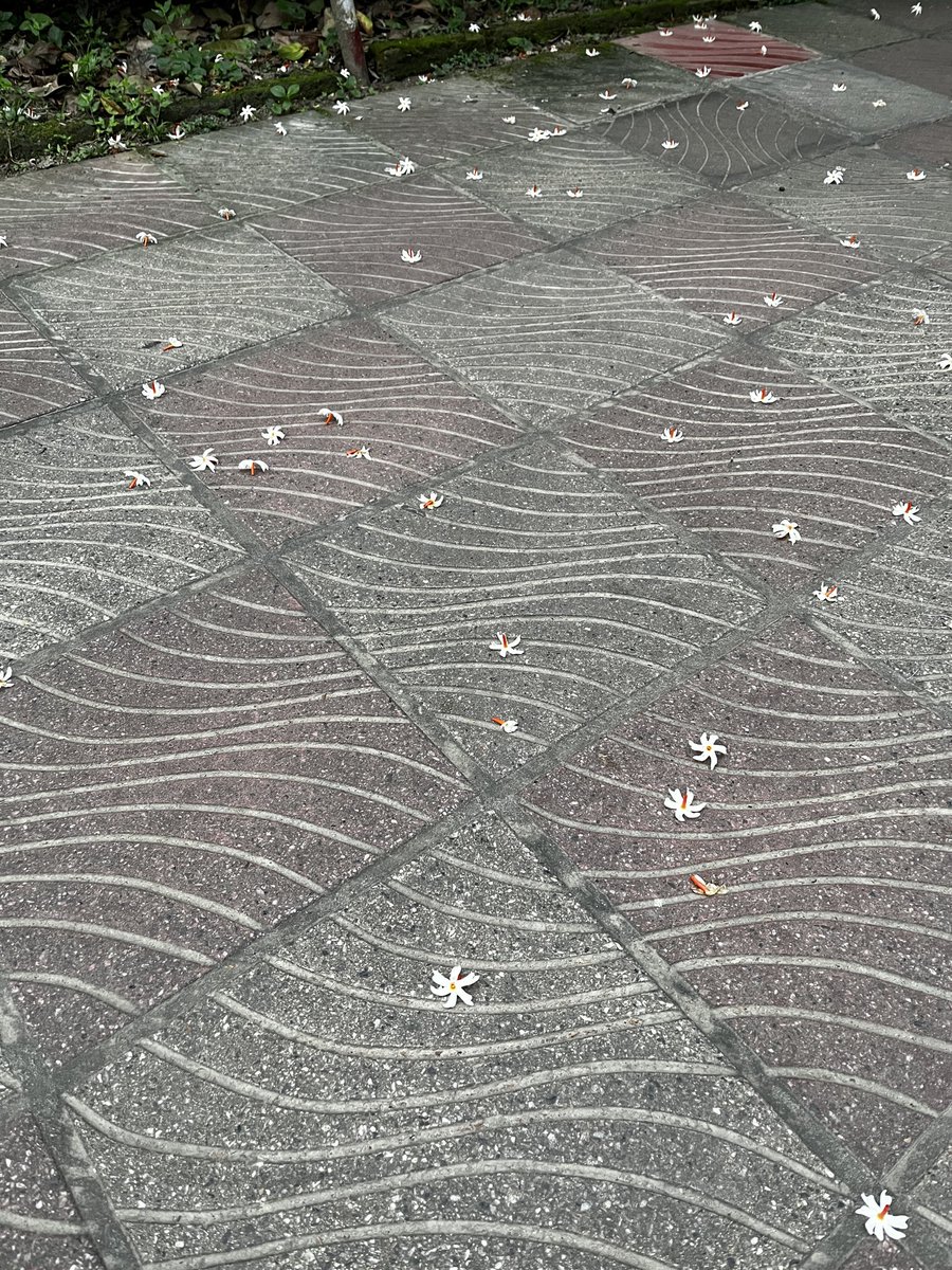 inmate075's tweet photo. autumn in bangladesh is just flowers shed everywhere. https://t.co/repvt30CSJ