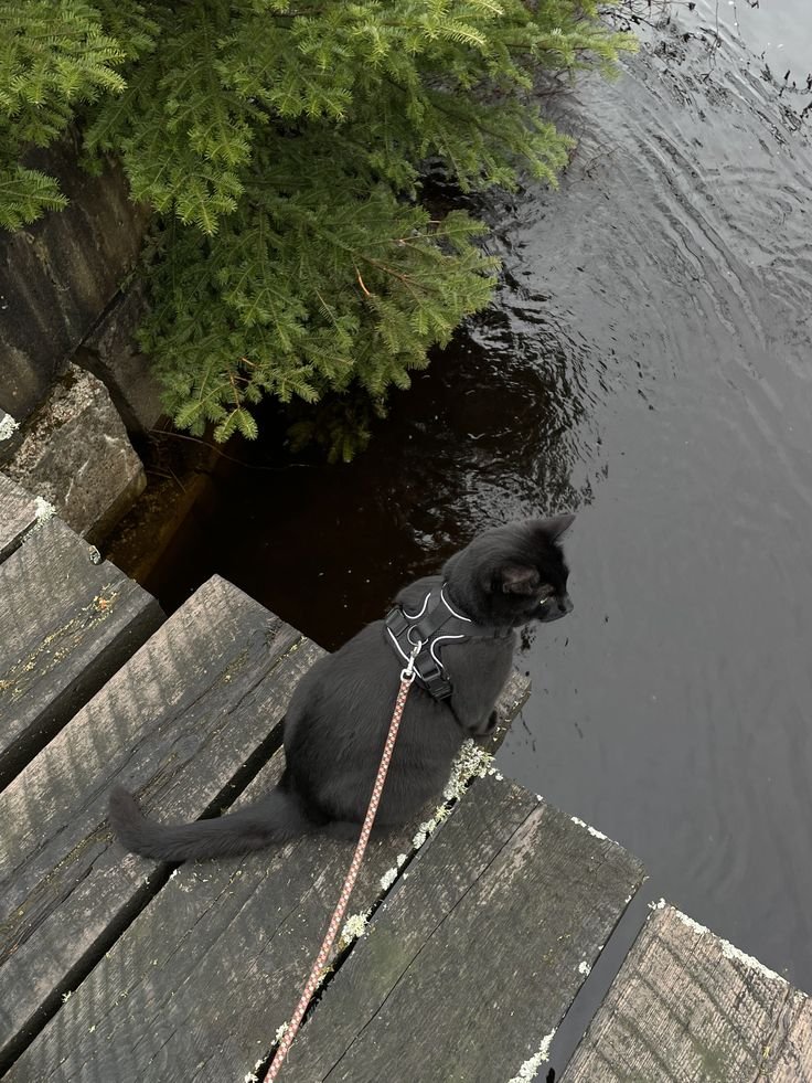 KOLOPSlA's tweet photo. 📍 𝘏𝘢𝘯𝘨𝘢𝘯𝘨 𝘙𝘪𝘷𝘦𝘳, 𝘚𝘦𝘰𝘶𝘭.

Meong beneran lebih suka di sini daripada jadi WNI. https://t.co/mgnCM4EMrw