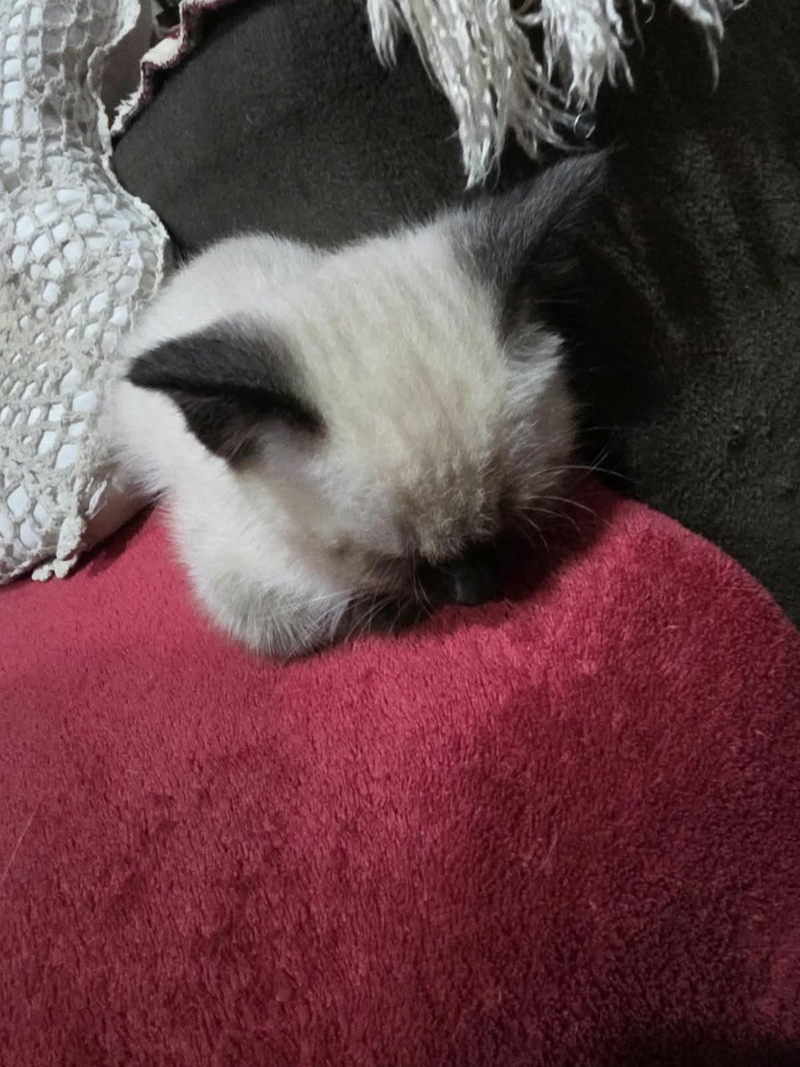 craphernwlia's tweet photo. minha filha nasceu!!!! chegou, comeu, deitou e dormiu, realmente nao dá pra negar a maternidade https://t.co/hawGahw2xo