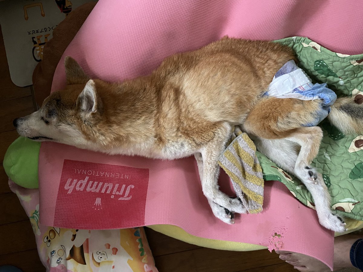 7_Nana83's tweet photo. ナナが8月31日に🌈の橋を渡って行きました🐕　16歳9ヵ月でした。
生後２ヶ月〜我が家の一員として
頑張ってくれたね。 ナナ ありがとう。 https://t.co/FnjF744BwA
