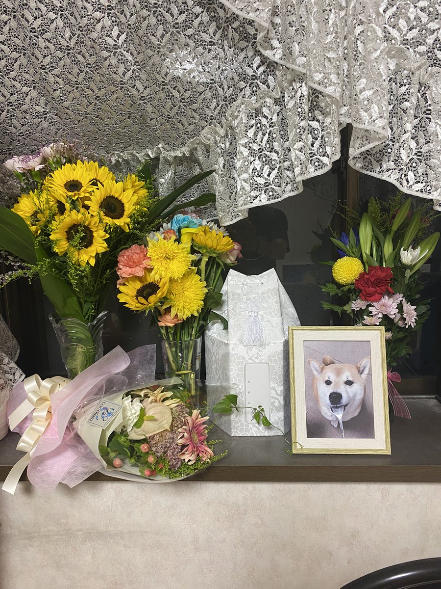 7_Nana83's tweet photo. ナナが8月31日に🌈の橋を渡って行きました🐕　16歳9ヵ月でした。
生後２ヶ月〜我が家の一員として
頑張ってくれたね。 ナナ ありがとう。 https://t.co/FnjF744BwA