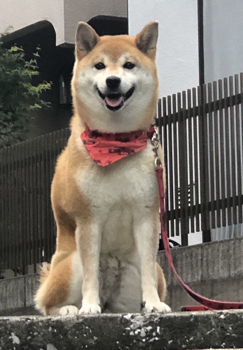7_Nana83's tweet photo. ナナが8月31日に🌈の橋を渡って行きました🐕　16歳9ヵ月でした。
生後２ヶ月〜我が家の一員として
頑張ってくれたね。 ナナ ありがとう。 https://t.co/FnjF744BwA