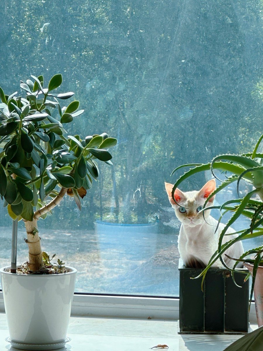 yuvi_san's tweet photo. Just had the most calm, quiet morning with my cat curled up on the windowsill—small things hit different right now.， https://t.co/PIFK4qeVux