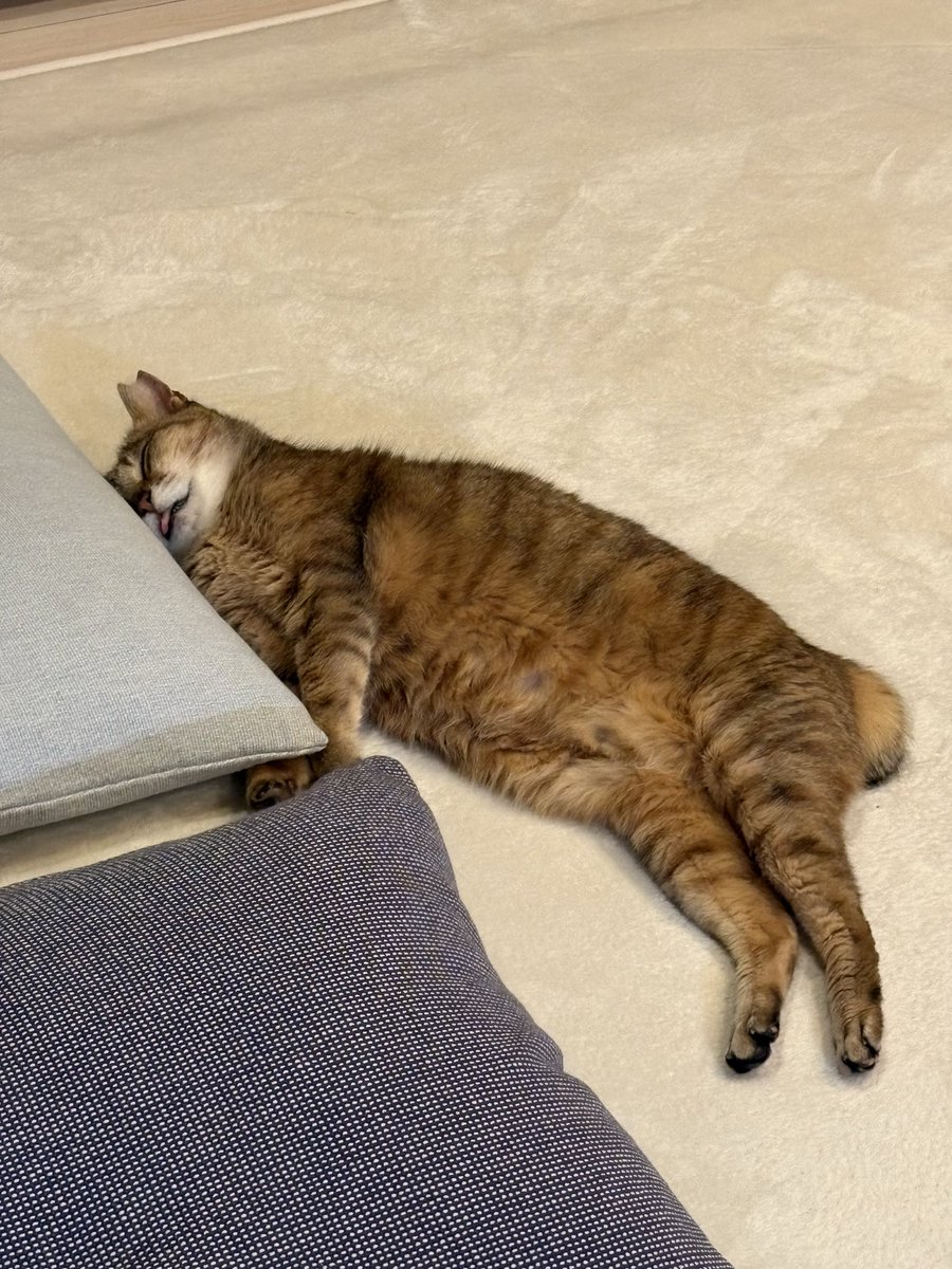 yonesuke0227's tweet photo. 今日からまた、猫たちにとって平穏な日々が訪れます。それはよかった。早速気絶したように眠っておりま��💤　私も子ども達始業式の日は、時間に追われてイライラしたくないので休んでます。全ては自分のため😌
新学期って生活リズム整うまでざわざわするんだよね...しばらく意識的にゆっくり過ごします https://t.co/KmTKnbfdw7
