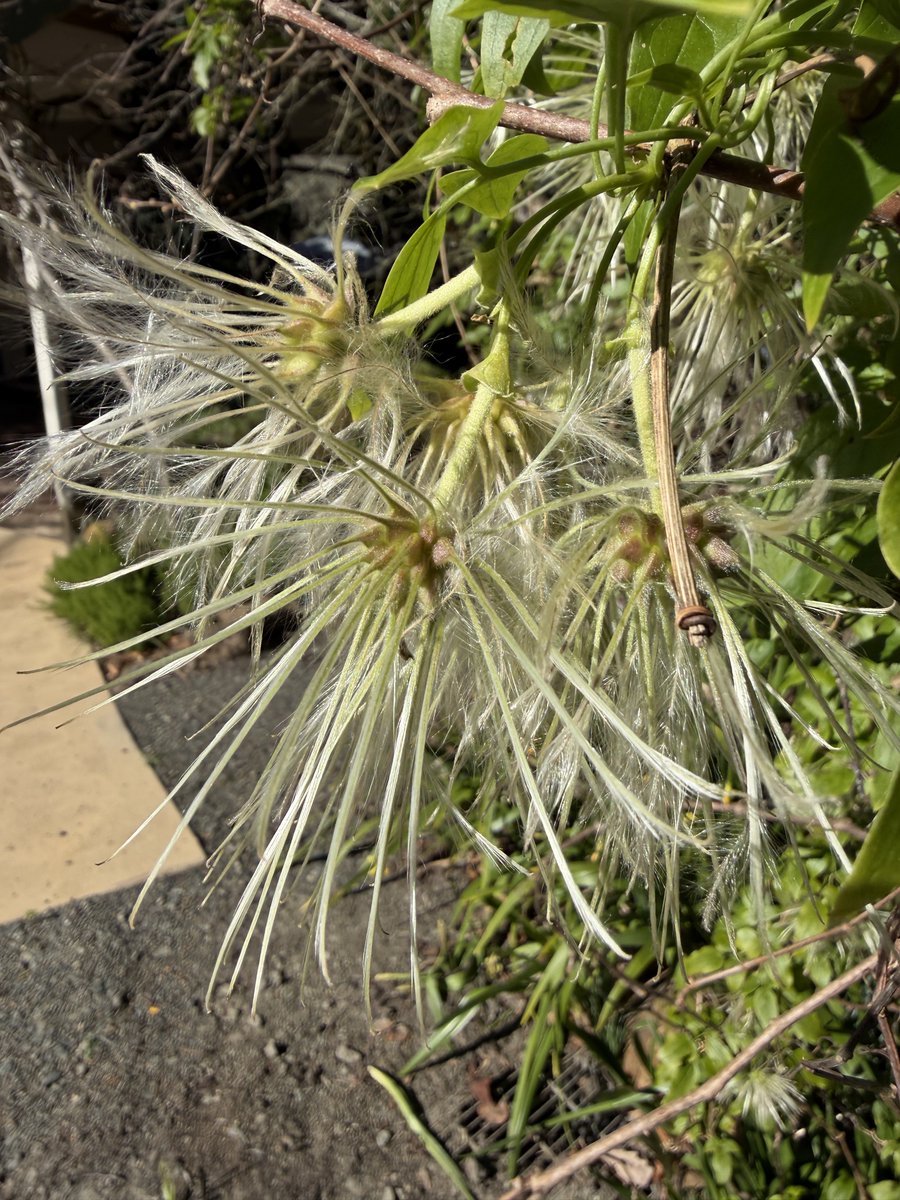 StephenGRyan's tweet photo. Clematis napaulensis is a fabulous hardy summer deciduous winter flowered climber the honeyeaters love. #asatours    #abcradio  #mtmacedon  #dicksoniarareplants  #thehorticulturalists https://t.co/6fCTpxqjpS