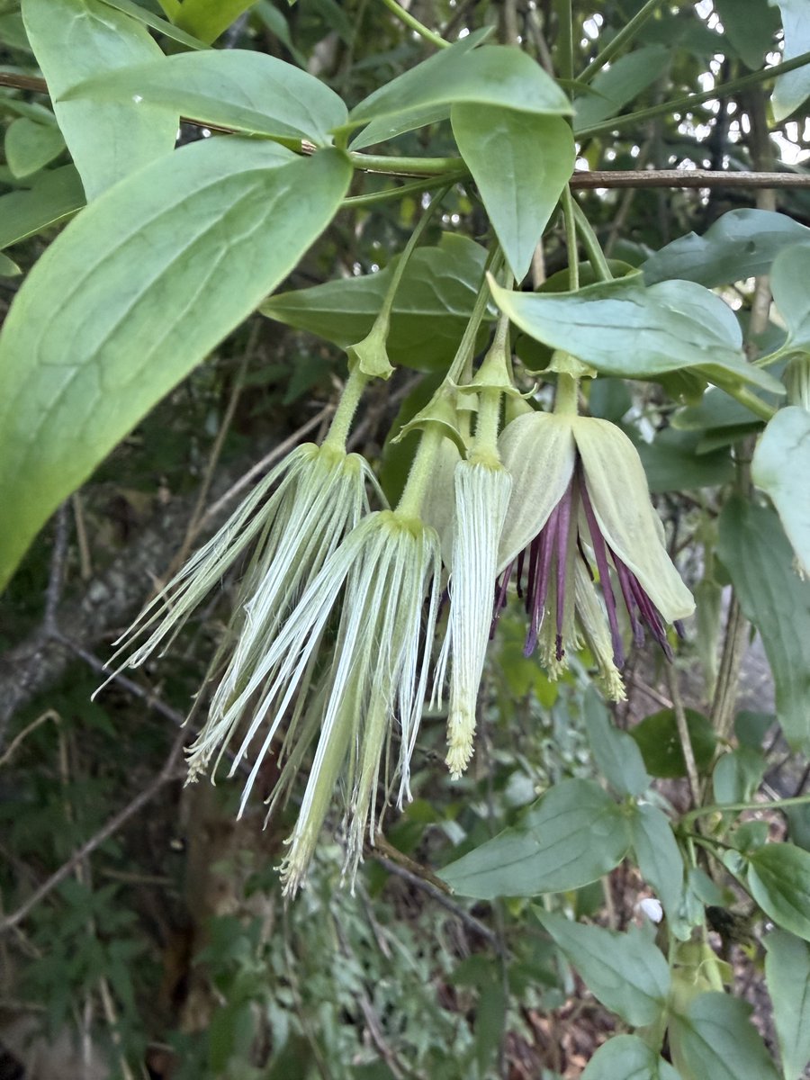 StephenGRyan's tweet photo. Clematis napaulensis is a fabulous hardy summer deciduous winter flowered climber the honeyeaters love. #asatours    #abcradio  #mtmacedon  #dicksoniarareplants  #thehorticulturalists https://t.co/6fCTpxqjpS