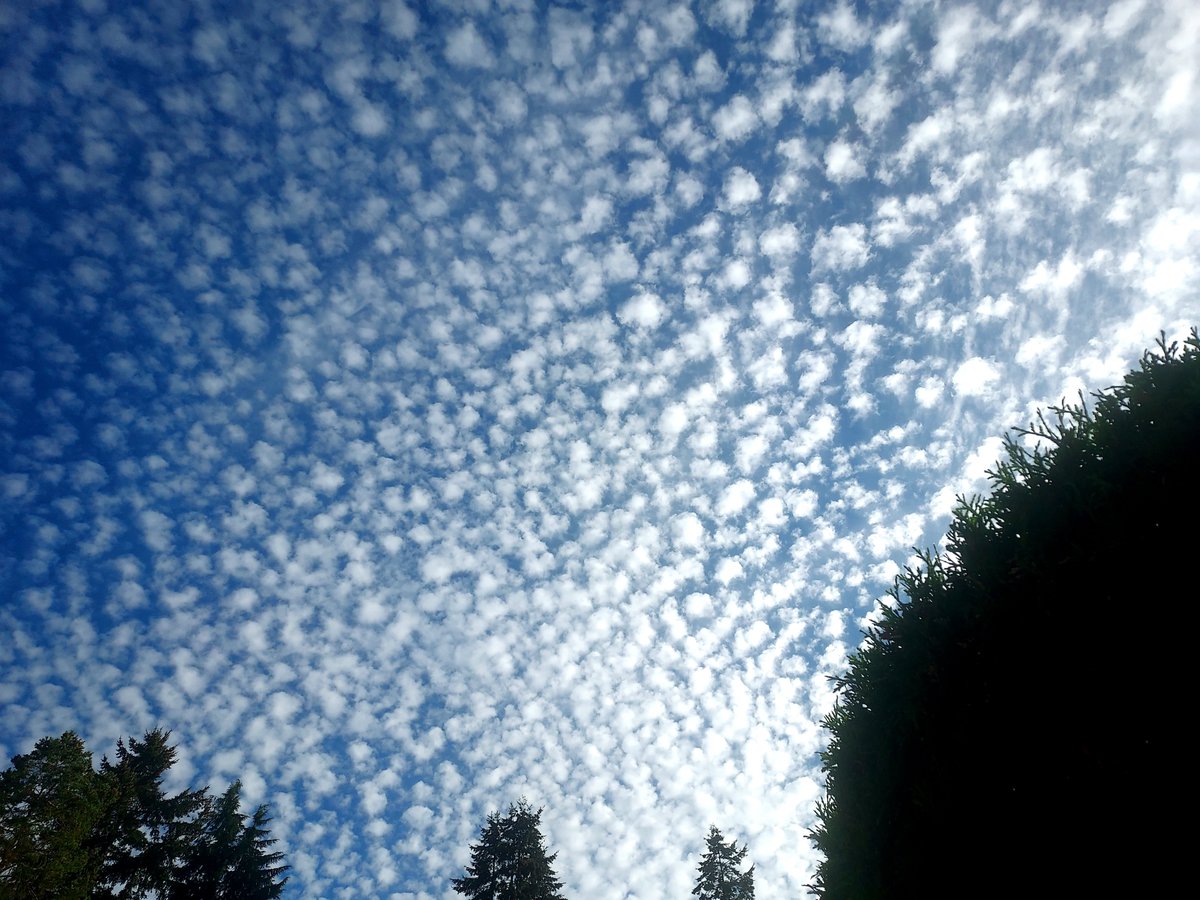DavidNyro's tweet photo. Some very cool cloud action in Tacoma right now, filling up most of the sky!
@ShannonODKOMO @ScottSeattleWx @MatthewPfab @SeattleWXGuy @NWSSeattle @wheeler244 @RandySmall @weatherchaser5 @MorganKIRO7 @wawx https://t.co/PDEKgoxSVw