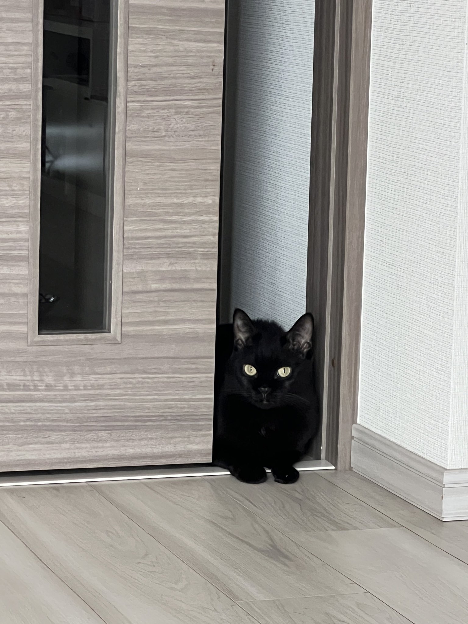 黒猫おはぎ 様 黒猫おはぎ様 96036b53-7501-44e7-b5c6-