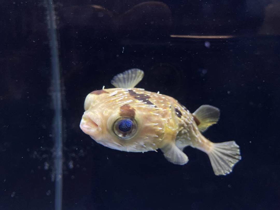 kawasui_aqua's tweet photo. 🦔⚡️カワスイに、珍獣が登場！？

9/11(金)から「ハリモグラ フェス」開催！
哺乳類なのに卵を産む！？
全身トゲトゲの不思議な生きもの、
ハリモグラがカワスイに仲間入りします🦔🥚

ハリモグラの新展示をはじめ、
トゲトゲの生きものが大集合する「トゲトゲ展」や
秋限定メニュー、グッズ、ワークシートなど
楽しい企画が盛りだくさん！

📅2026年9月11日(金)～10月31日(土)
https://t.co/Wqj7I2uaKZ

この秋は、カワスイでトゲトゲの魅力に出会おう！