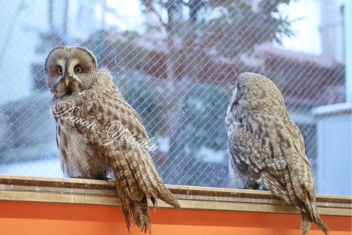 yotsuba__photo's tweet photo. とにかく自由 #鳥のいるカフェ #カラフトフクロウ #eos5dmark4 #sigma35mmart https://t.co/qc5mDzkwGc