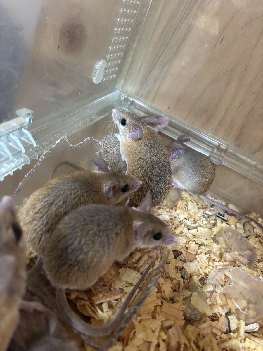 suzu_animal_'s tweet photo. 他にもシリアンハムスター、スキニーハムスター、ファンシーマウス（ノーマル，ロゼッタ，テディ，サテン，ロング）、カイロトゲマウス、ヤワゲネズミいます🐹🐭
お気軽にお問い合わせください💕 https://t.co/cWtQGr7x8x