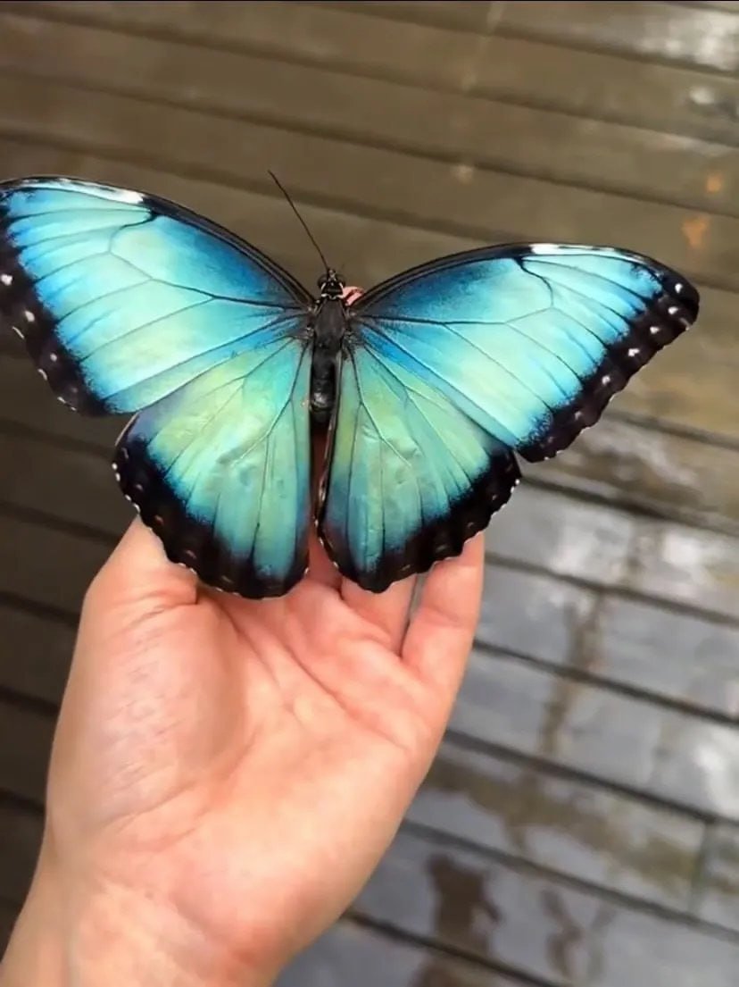 prettiestavenue's tweet photo. 🦋 https://t.co/lvQtCMcQyt