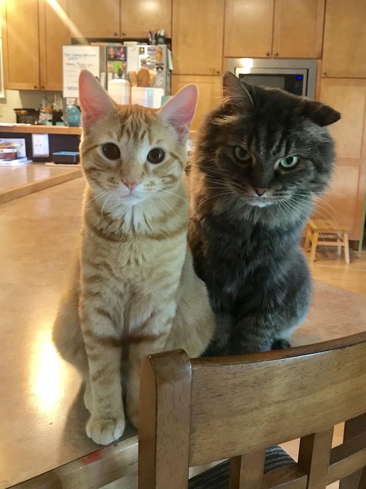 7sferran's tweet photo. 🧵| Fedri as Cats a mini thread! https://t.co/ur2aXXmPwa