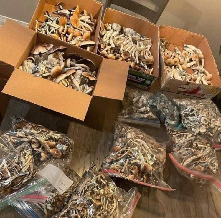msmonchelee's tweet photo. Order Shrooms mushrooms magic mushroom shroom psilocybin in
Carlsbad
El Monte
Murrieta
Temecula
Palm Bay
Costa Mesa
Westminster
North Charleston
Miami Gardens
Manchester https://t.co/Vfx4YkBSsx