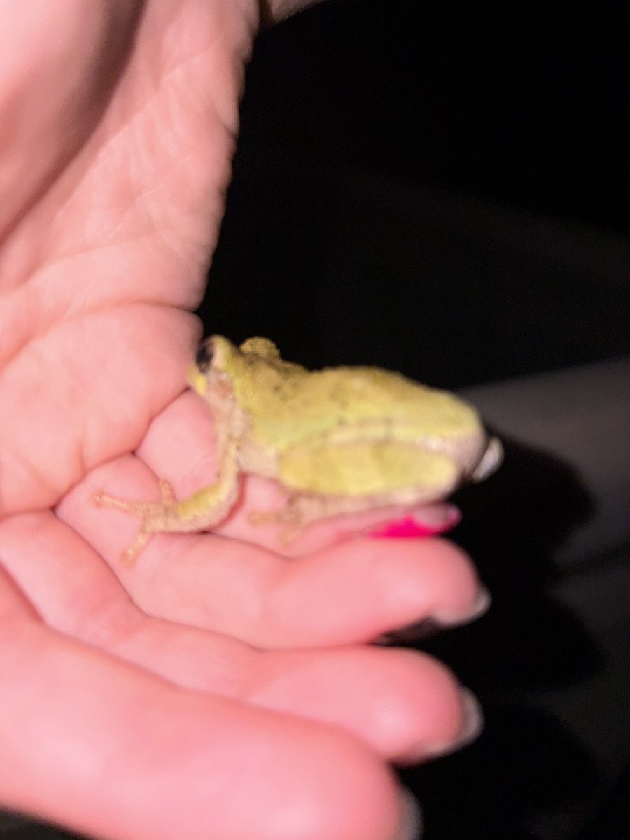 slug_120's tweet photo. All different types of frogs here today! they are all so cool #frogs https://t.co/pPjMycNn9U