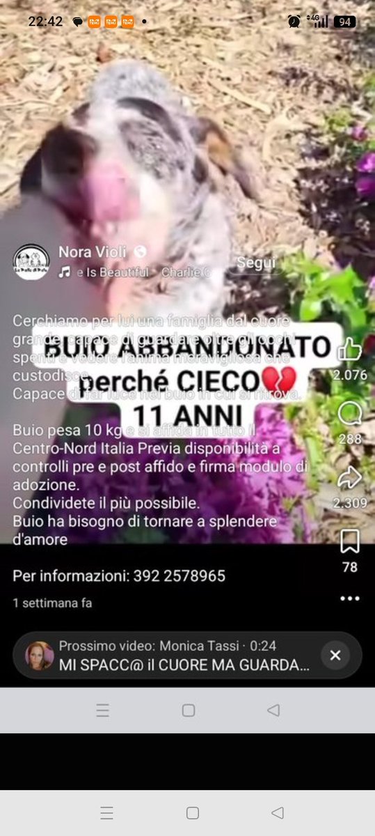 Vardiello2's tweet photo. Per questa creatura cieca: 3922578965 prendetelo io ne ho già 4 a casa https://t.co/VI1jX6O6jM
